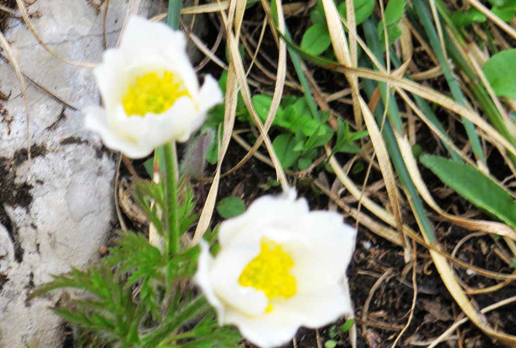 img_0002_.jpg