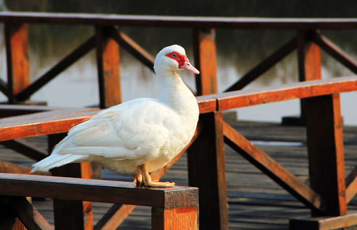 img_9513_缩小大小.jpg