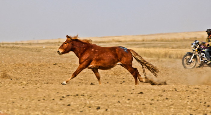 img_8767_СС.jpg