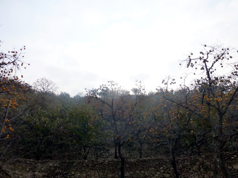 p1130559.jpg