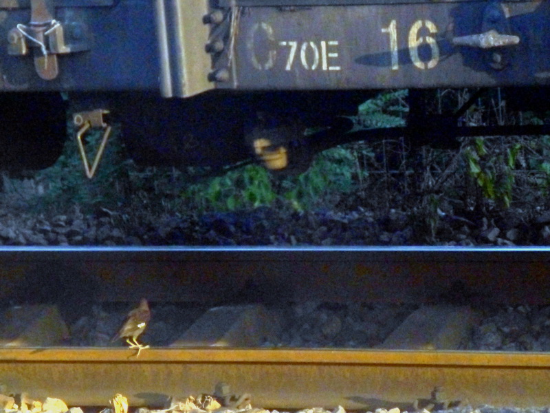 p1110460.jpg