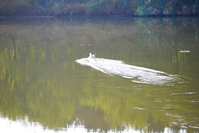 dsc_9339.jpg