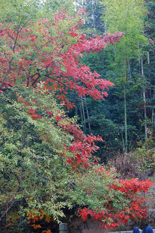 dsc04785.jpg