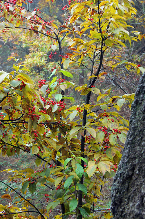 dsc04915.jpg