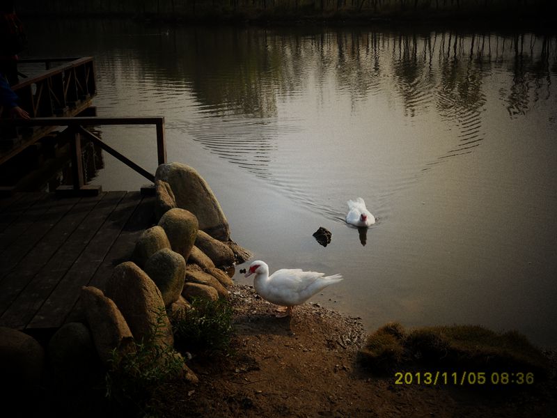 sdc13185_副本_副本.jpg