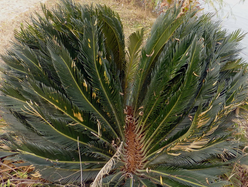 p1150095.jpg