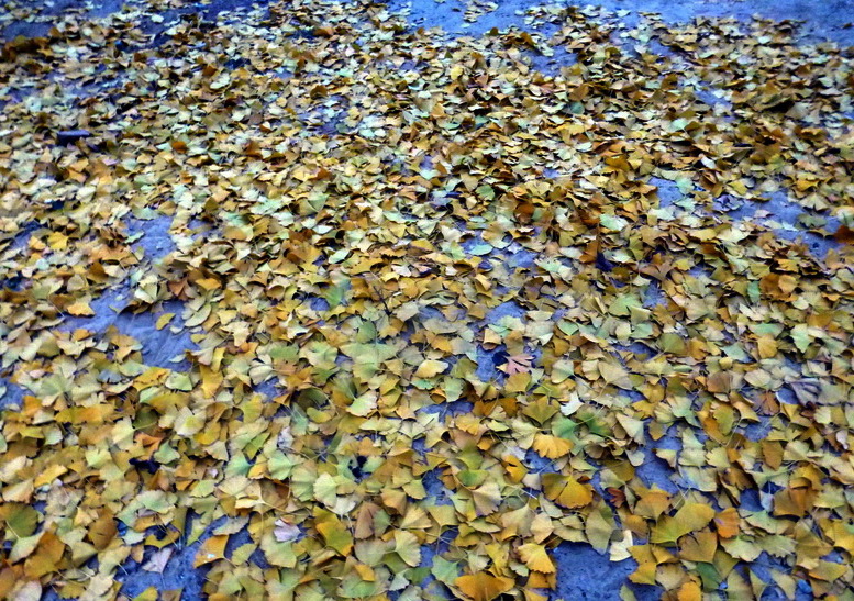 p1150161.jpg