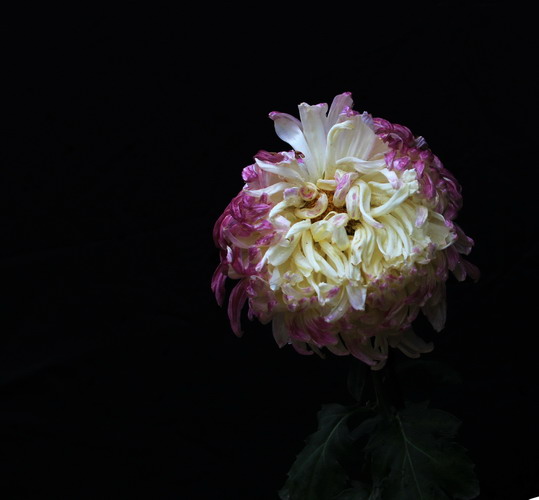 img_0322_СС.jpg