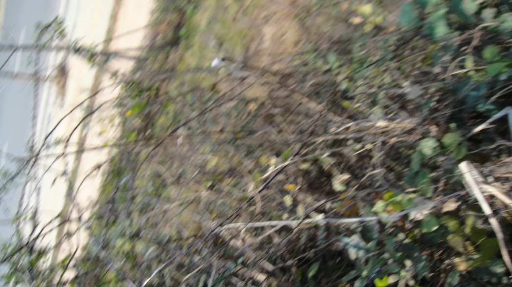 dsc07050.jpg