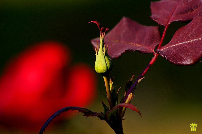 dsc08394__.jpg