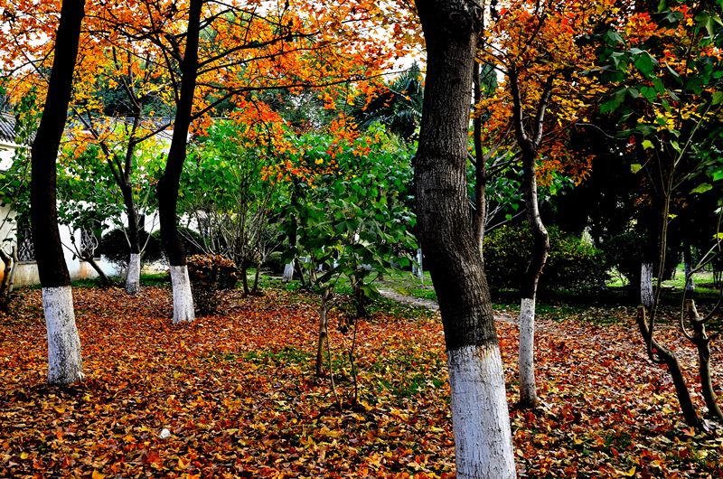 dsc_8111.jpg