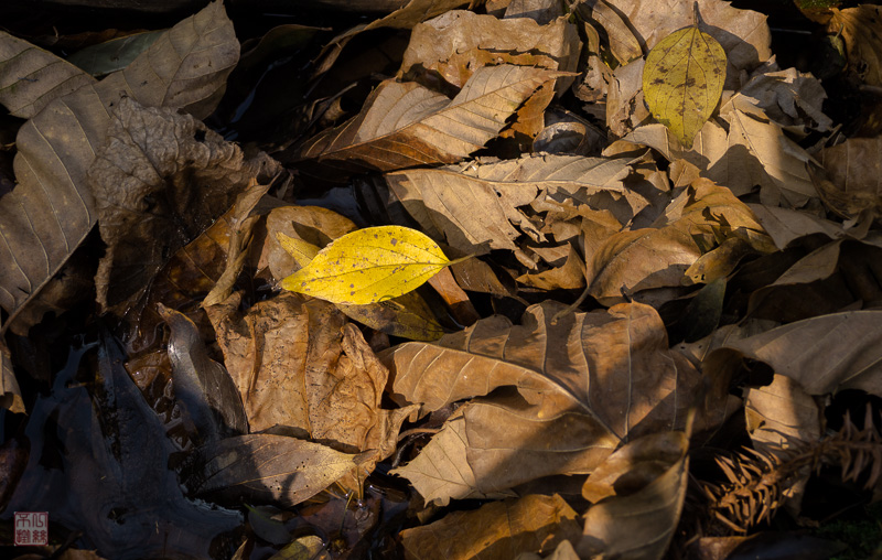 l1002280.jpg