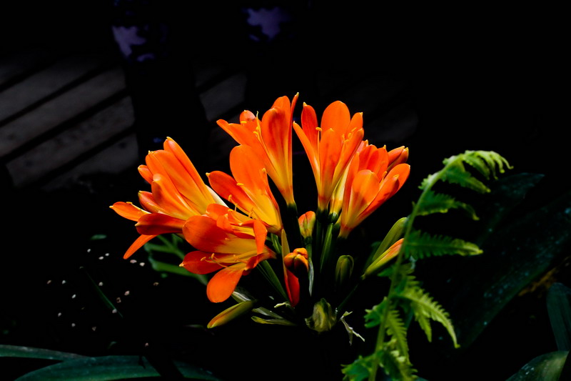 img_5443_СС.jpg