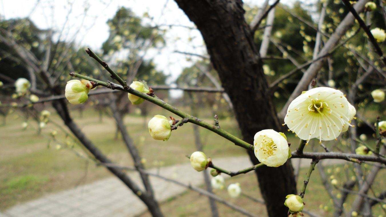 neo_img_dsc01457.jpg