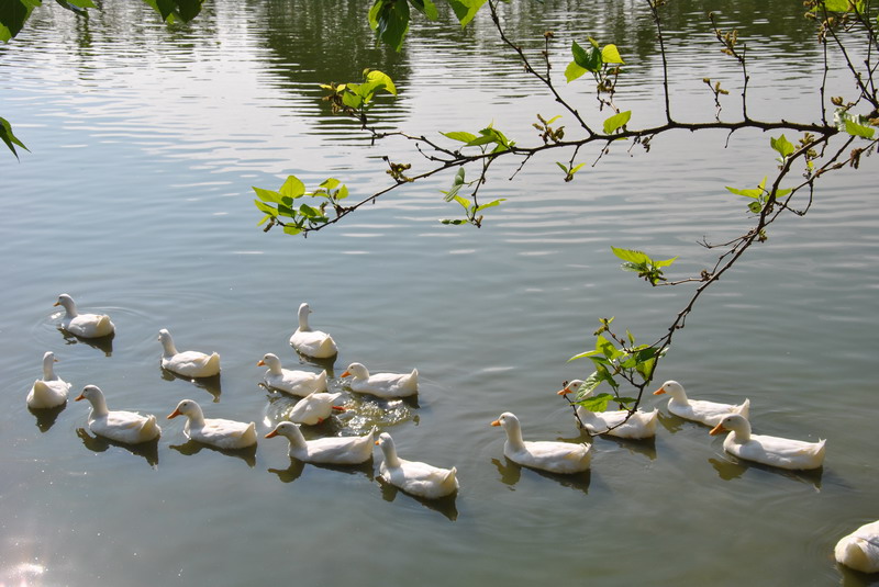 dsc_9117_С.jpg