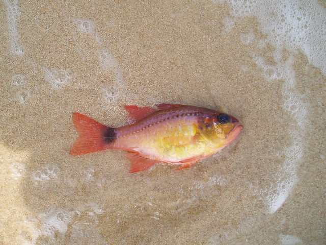 p1012492.jpg