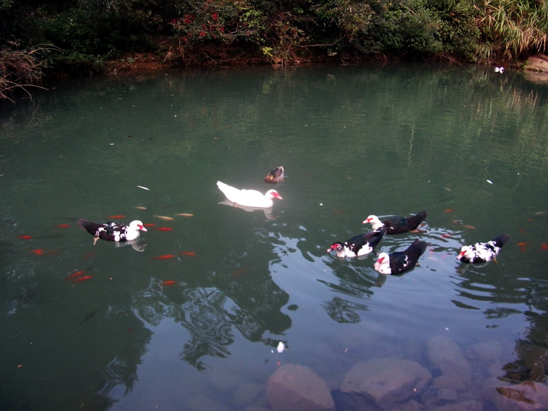 dscf0275.jpg