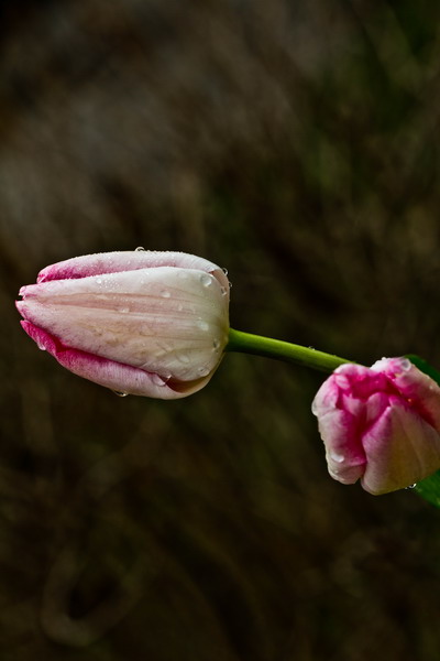 img_6095_СС.jpg