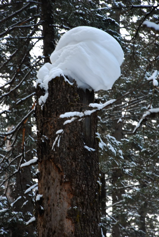 dsc_4958.jpg