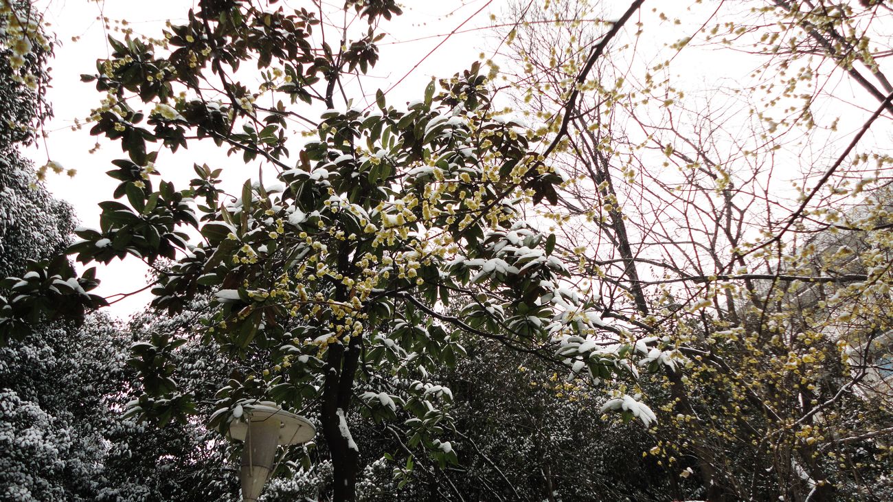 neo_img_dsc01359.jpg