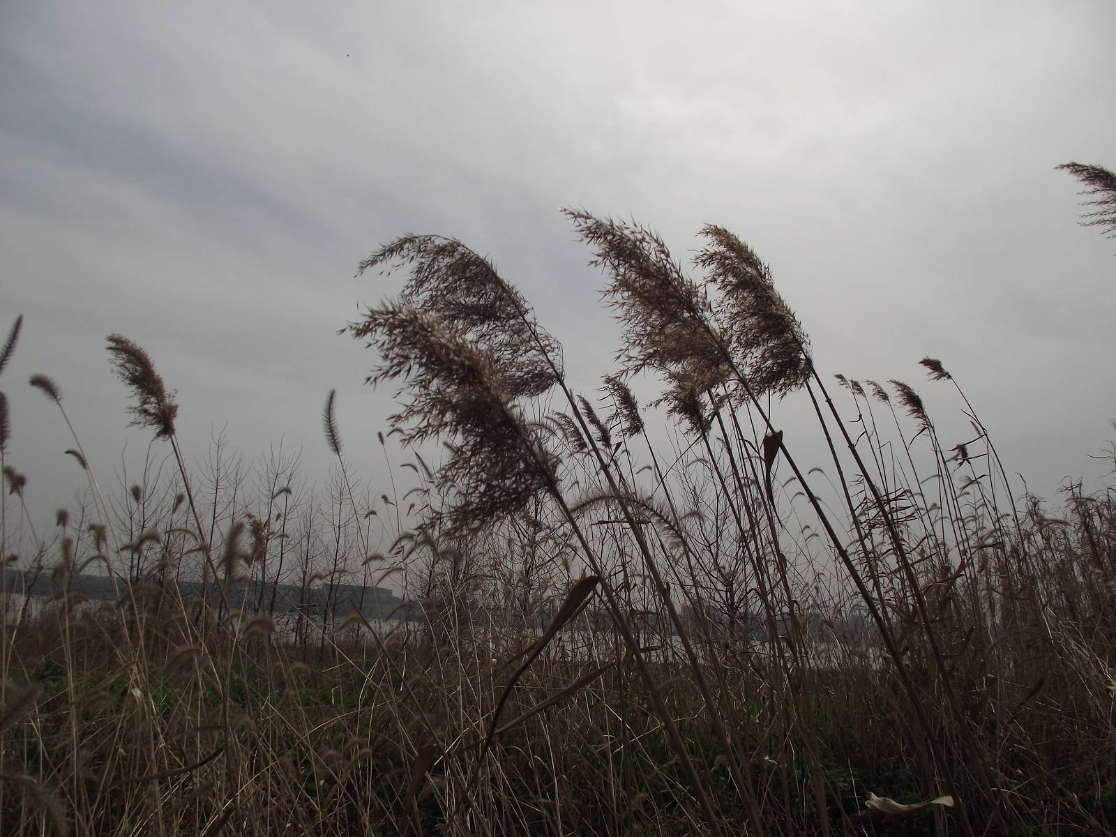 dscf0879_Ŀѹ.jpg