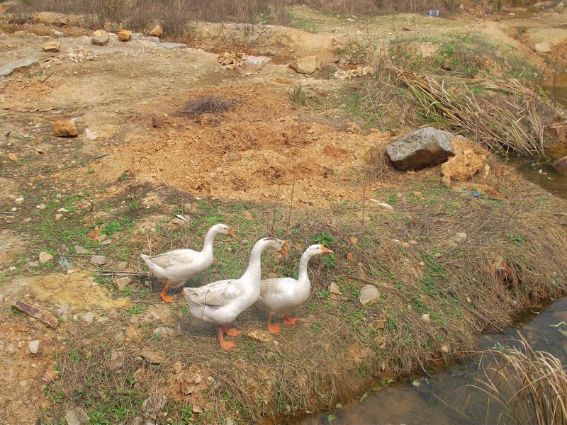 dscf8182.jpg