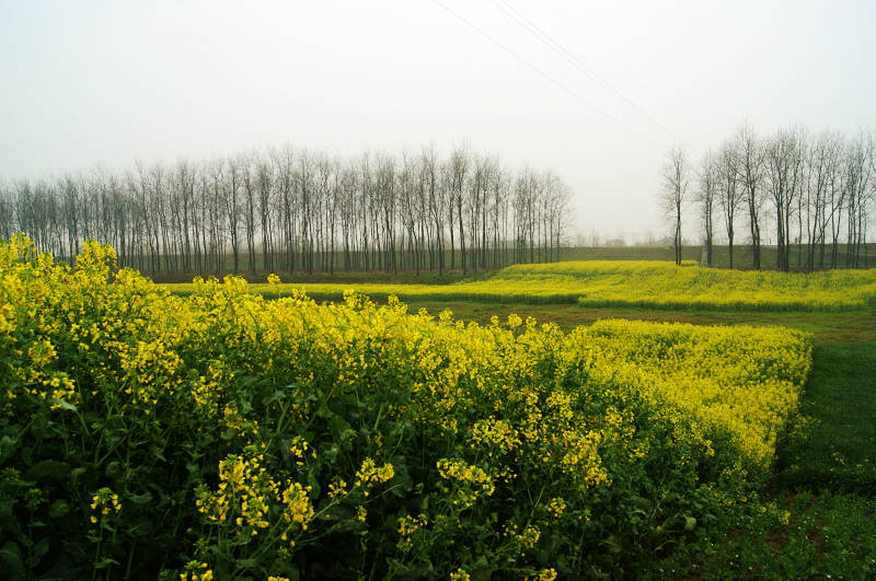 dsc00741.jpg