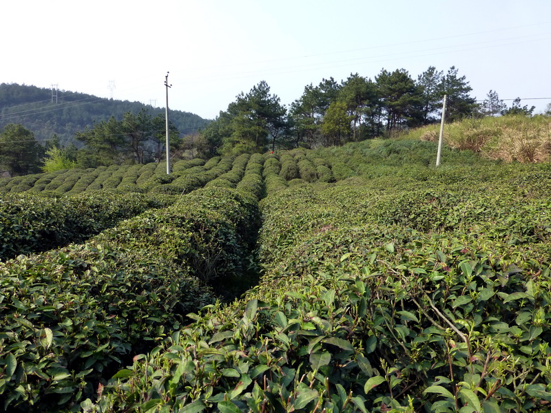 p1030797.jpg
