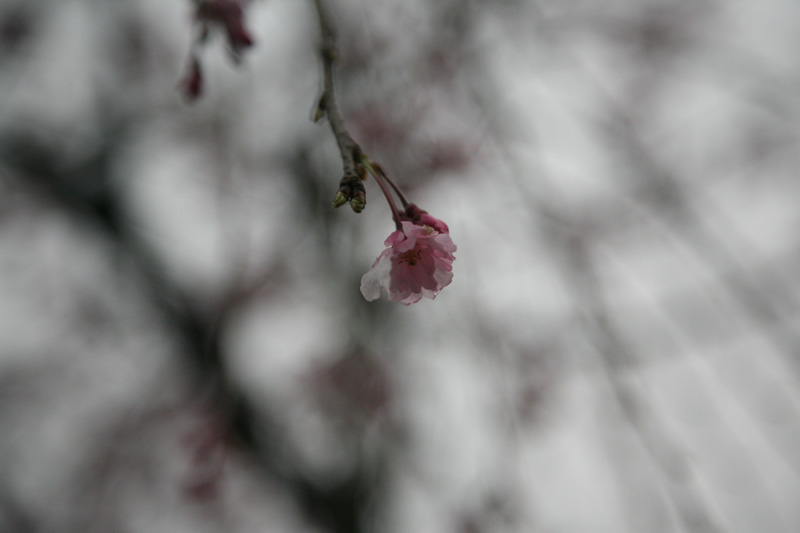 img_24231.jpg