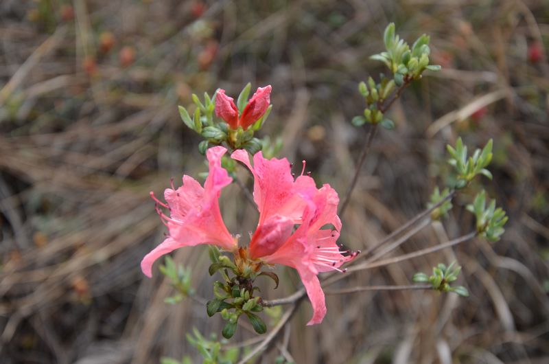 dsc_0857a.jpg