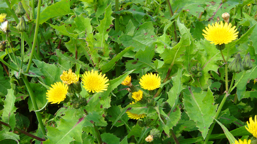 dsc09513_.jpg