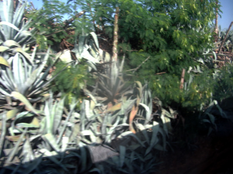 dscf0197.jpg