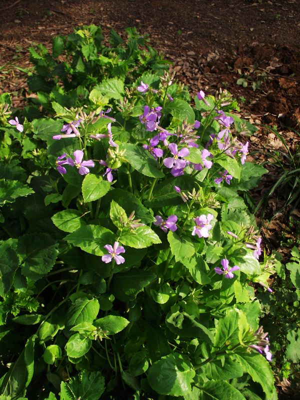dscf8128.jpg