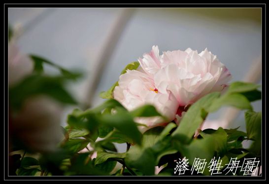 imgp6084.jpg