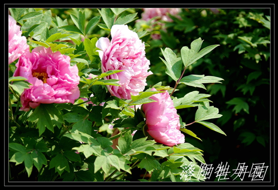 imgp6198.jpg