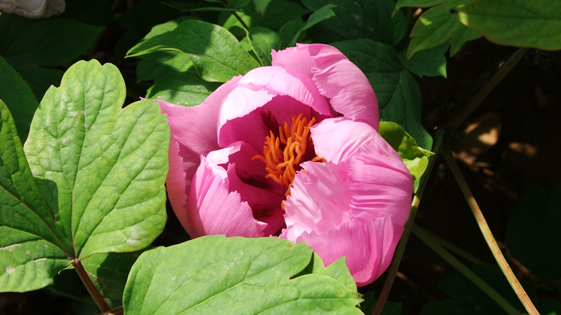 dscf9069_.jpg