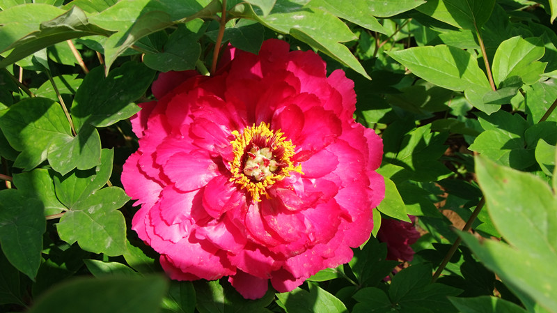 dscf9071_.jpg