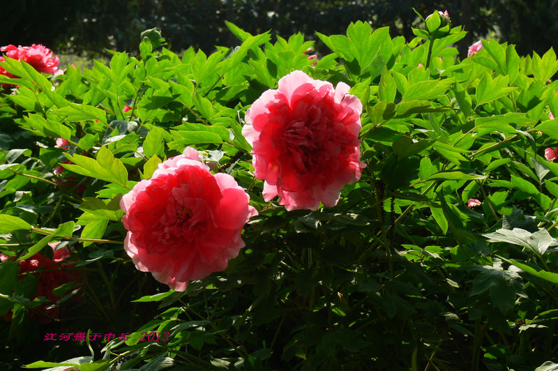p1260559.jpg