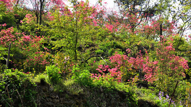 dsc_0090.jpg