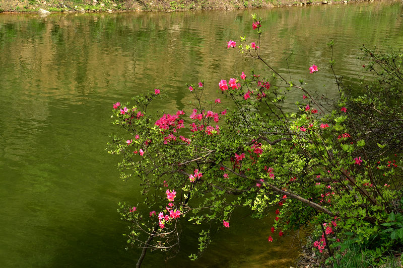 dsc_0091.jpg