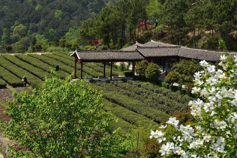 dsc_0174.jpg