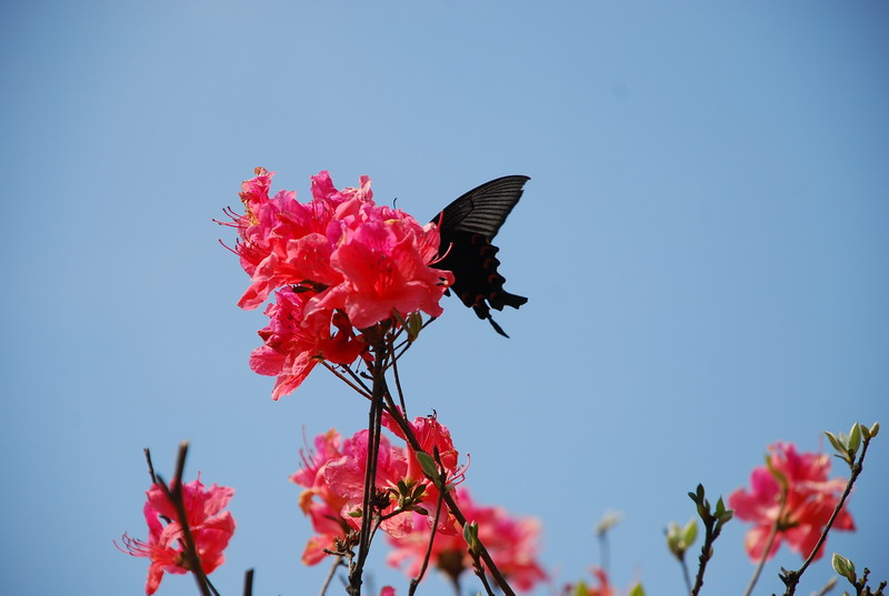 dsc_7437.jpg