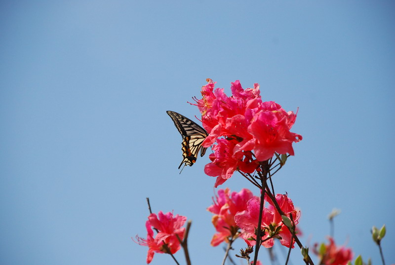 dsc_7439.jpg
