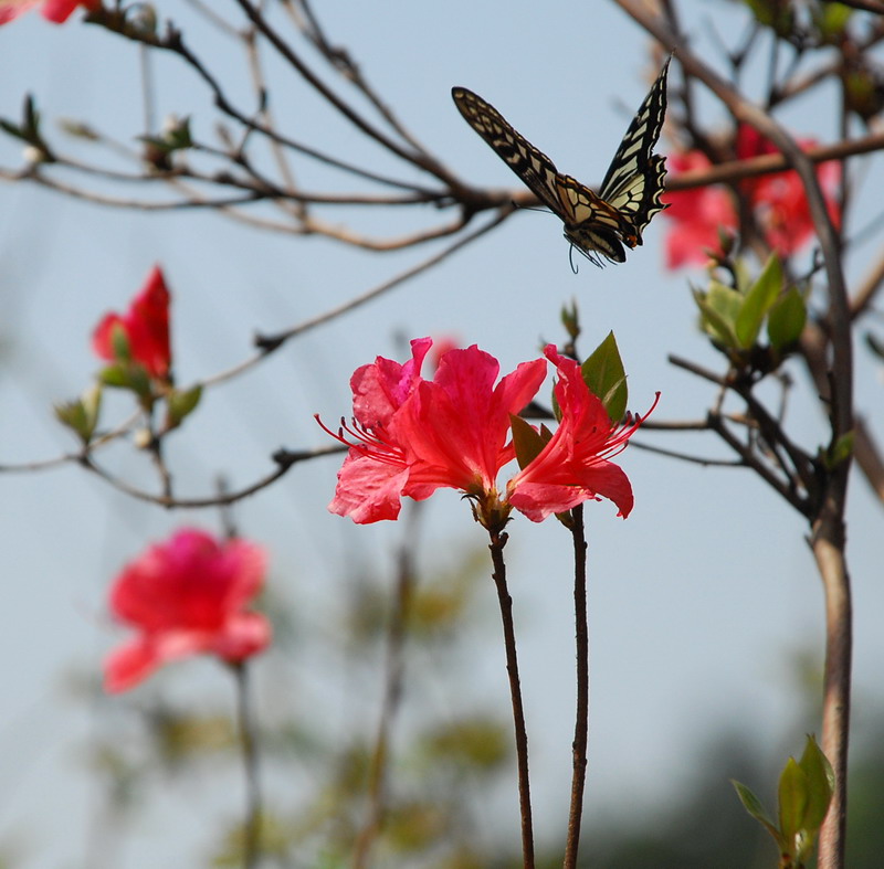 dsc_7452.jpg