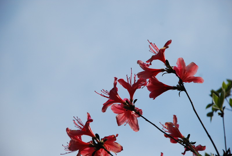 dsc_7477.jpg