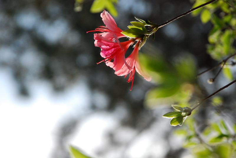 dsc_7487.jpg