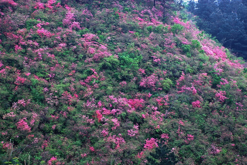 dsc_0009.jpg