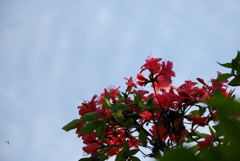 dsc_7514.jpg