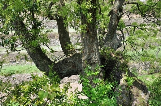 dsc_0008.jpg