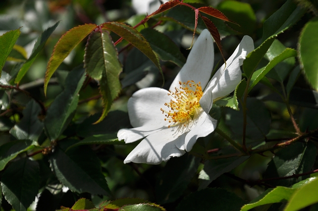 dsc_0014.jpg